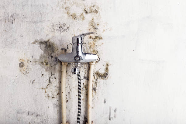 Best Commercial Mold Removal  in Springs, NY
