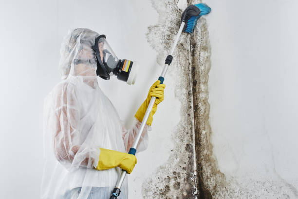 Best Fast Mold Removal  in Springs, NY