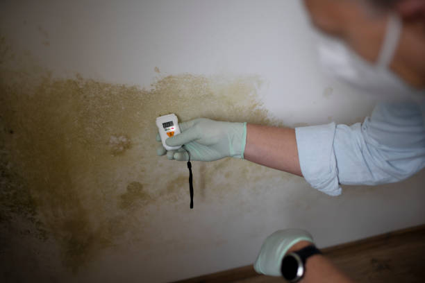 Best Fast Mold Removal  in Springs, NY