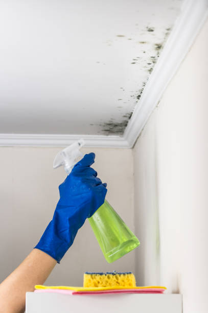 Best Mold Inspection  in Springs, NY