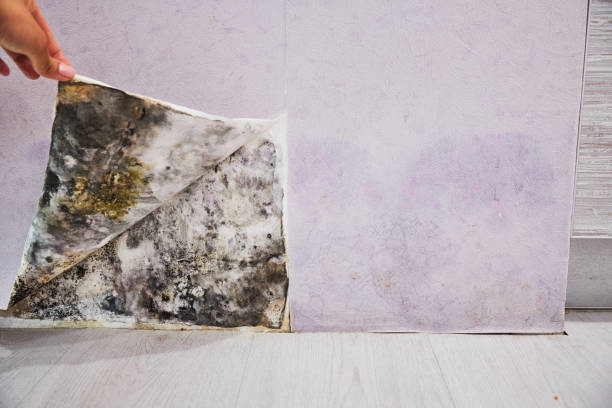 Best Water Damage Restoration  in Springs, NY